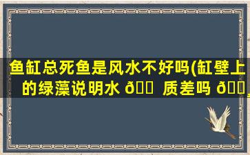 鱼缸总死鱼是风水不好吗(缸壁上的绿藻说明水 🐠 质差吗 🌸 )